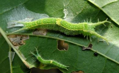 Celtis formosana Hayata 石朴