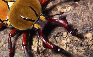 Dicronocephalus wallichii bourgoini Pouillaude, 1914 臺灣角金龜