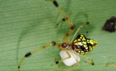 Physcoa scintillans Thorell, 1895 華麗金姬蛛