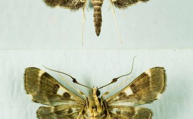 Piletocera aegimiusalis (Walker, 1859) 黃線腫角野螟