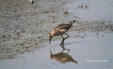 Calidris pugnax (Linnaeus, 1758) 流蘇鷸