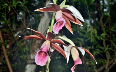 Phaius tancarvilleae 紅鶴頂蘭