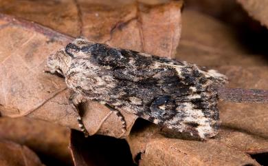 Lithopolia confusa confusa (Wileman, 1914) 黑狸夜蛾