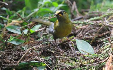 Liocichla steerii Swinhoe, 1877 黃胸藪眉