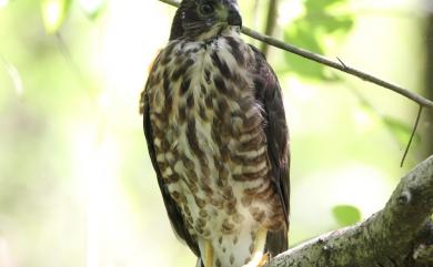 Accipiter virgatus fuscipectus 松雀鷹
