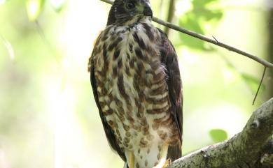 Accipiter virgatus fuscipectus Mees, 1970 松雀鷹(台灣特有亞種)