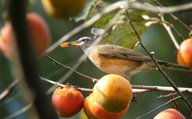 Turdus obscurus J. F. Gmelin, 1789 白眉鶇