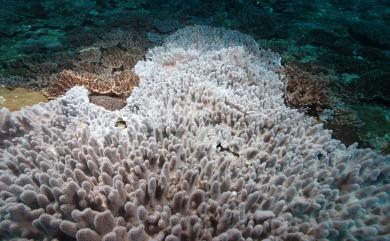 Sinularia tumulosa van Ofwegen, 2008 丘突指形軟珊瑚