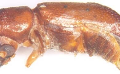 Xylocis tortilicornis Lense