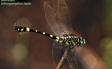 Ictinogomphus rapax (Rambur, 1842) 粗鉤春蜓