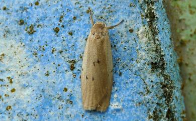 Pelosia muscerda tetrasticta Hampson, 1900 六點苔蛾