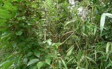 Actinidia Rufa | 臺灣生命大百科