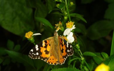 Vanessa cardui (Linnaeus, 1758) 小紅蛺蝶