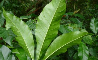 Melicope semecarpifolia (Merr.) T.G. Hartley 山刈葉