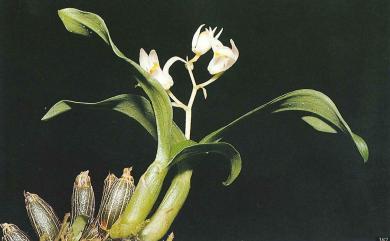 Pinalia japonica (Maxim.) Ormerod 連珠絨蘭
