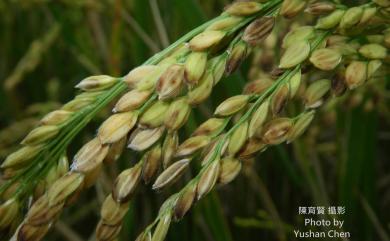 Oryza sativa L. 稻