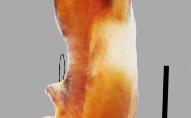 Platydracus juang Smetana, 2005 壯普拉隱翅蟲