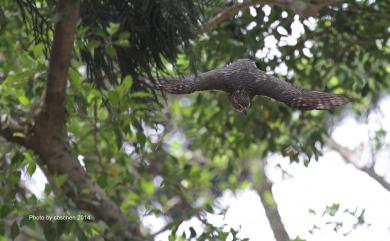 Accipiter trivirgatus formosae Mayr, 1949 鳳頭蒼鷹(台灣特有亞種)