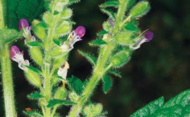 Teucrium viscidum 血見愁