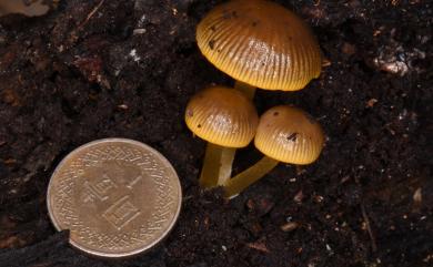 Mycena leaiana (Berk.) Sacc. 利氏小菇