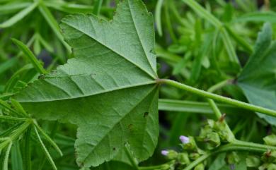 Malva cathayensis M.G.Gilbert, Y.Tang & Dorr 華錦葵