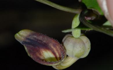 Aristolochia foveolata Merr. 蜂窩馬兜鈴