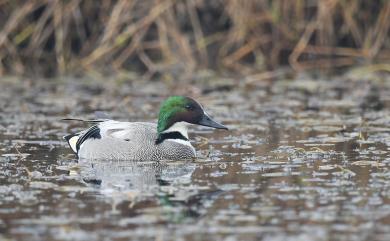 Mareca falcata (Georgi, 1775) 羅文鴨