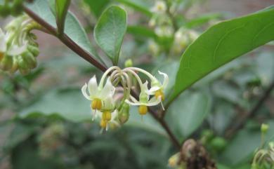 Solanum diphyllum 瑪瑙珠