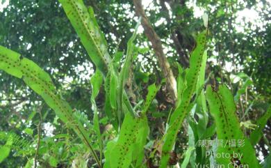 Neolepisorus fortunei 大星蕨