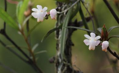 Thrixspermum formosanum (Hayata) Schltr. 臺灣風蘭