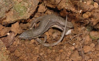 Takydromus hsuehshanensis Lin & Cheng, 1981 雪山草蜥