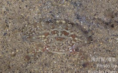 Portunus pelagicus (Linnaeus, 1766) 遠海梭子蟹