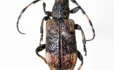 Trotocraspeda divaricata (Moore, 1888) 金黃歧帶尺蛾