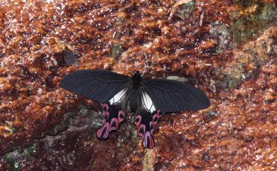 Papilio maraho Shiraki & Sonan, 1934 臺灣寬尾鳳蝶