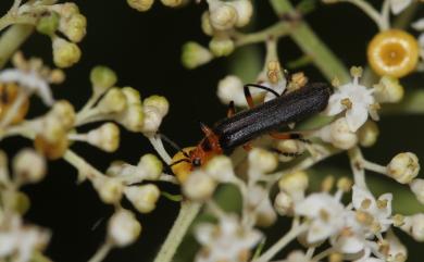 Lycocerus maculithorax (Wittmer, 1972) 斑胸異菊虎