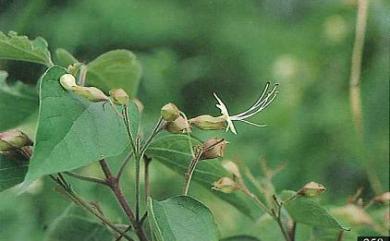 Clerodendrum trichotomum Thunb. 海州常山