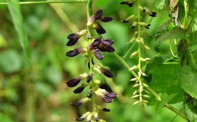 Mucuna pruriens var. utilis (Wall. ex Wight) Baker ex Burck 虎爪豆