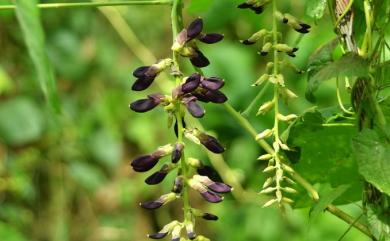 Mucuna pruriens var. utilis (Wall. ex Wight) Baker ex Burck 虎爪豆