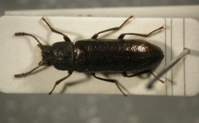 Cryphaeus formosanus Masumoto, 1982 蓬萊剌擬步行蟲