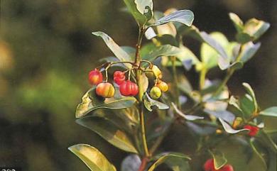 Euonymus cochinchinensis Pierre 交趾衛矛