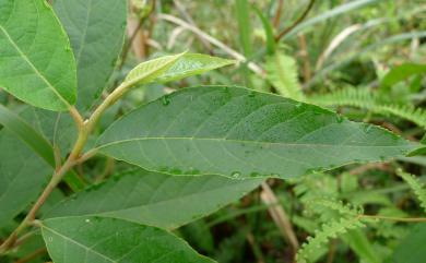 Alniphyllum pterospermum Matsum. 假赤楊