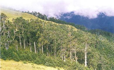 Abies kawakamii (Hayata) Ito 臺灣冷杉