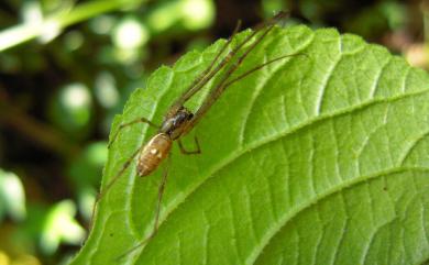 Tylorida ventralis (Thorell, 1877) 橫帶高腹蛛