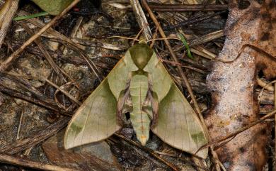 Callambulyx tatarinovii formosana Clark, 1935 榆綠天蛾