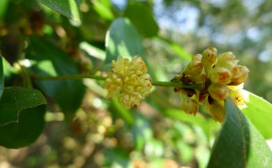 Lindera akoensis Hayata 內苳子