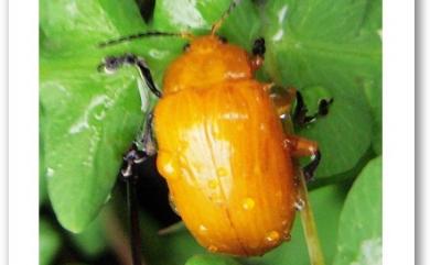 Podontia lutea (Olivier, 1790) 大黃葉蚤