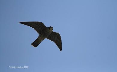 Falco peregrinus peregrinator (Sundevall, 1837) 遊隼(赤胸隼)