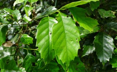 Castanopsis formosana 臺灣苦櫧