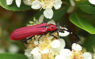 Erythrus congruus Pascoe, 1863 瘤胸紙翅焰天牛