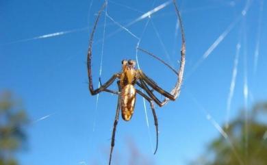 Trichonephila clavata (L. Koch, 1878) 橫帶人面蜘蛛